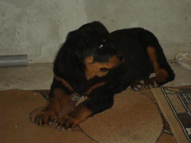 vand pui rottweiler - Pret | Preturi vand pui rottweiler