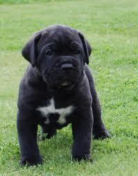 puiuti cane corso negri - Pret | Preturi puiuti cane corso negri