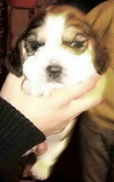 fetita beagle superba - Pret | Preturi fetita beagle superba