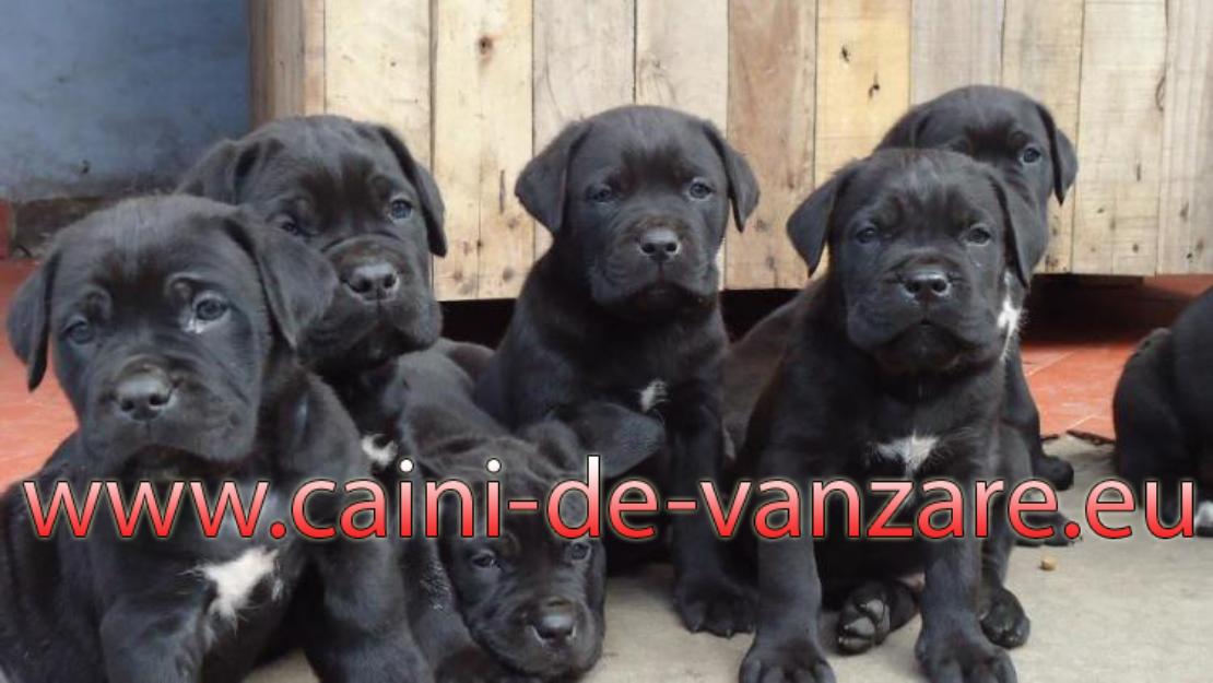 Oferta Cane Corso - Pret | Preturi Oferta Cane Corso