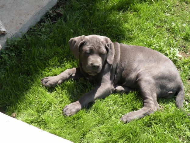 Cane Corso Calitate - Pret | Preturi Cane Corso Calitate