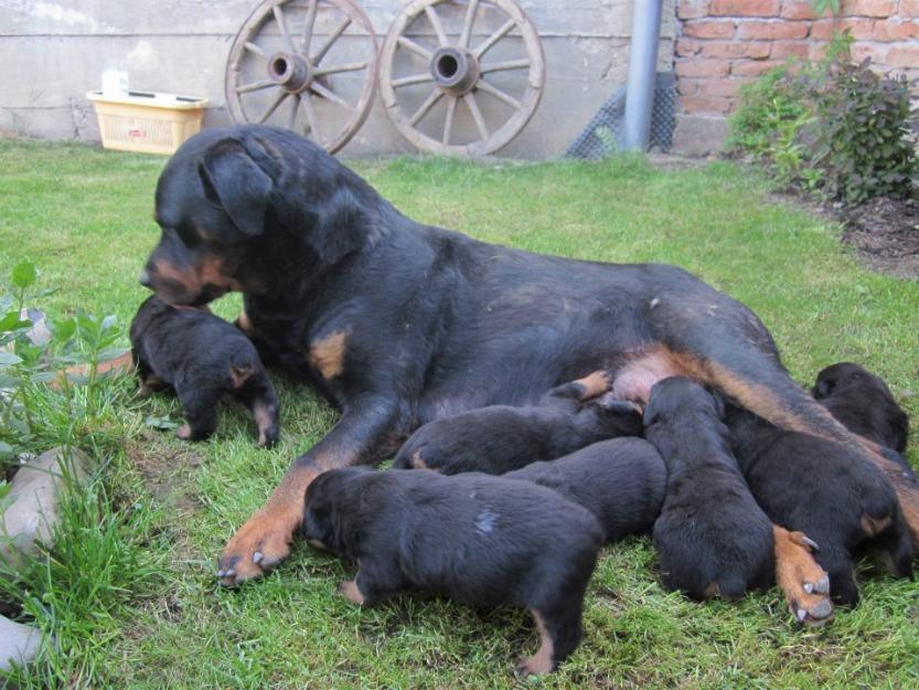 Pui de rottweiler!! - Pret | Preturi Pui de rottweiler!!