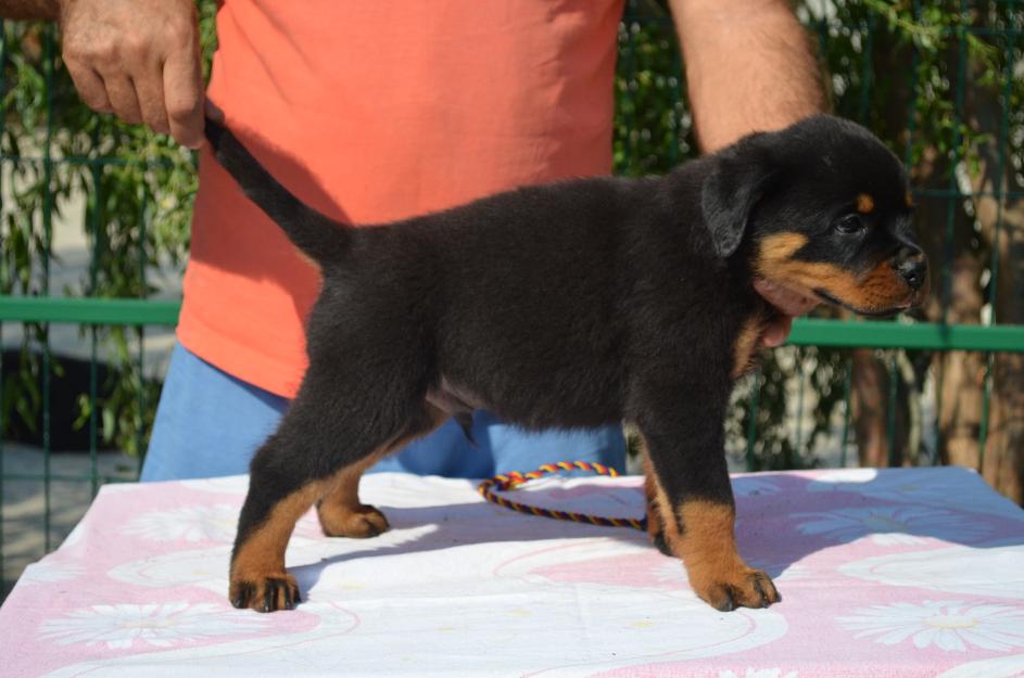 vand catei rottweiler - Pret | Preturi vand catei rottweiler