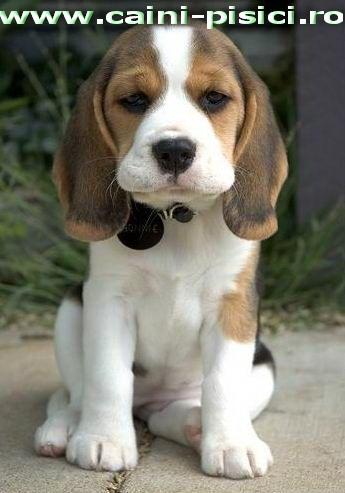 Beagle de vanzare - caini - Pret | Preturi Beagle de vanzare - caini
