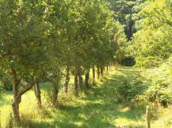 250 hectare de vanzare in TEREBNA - EDINET in Republica MOLDOVA - Pret | Preturi 250 hectare de vanzare in TEREBNA - EDINET in Republica MOLDOVA
