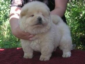 CAINI DE VANZARE CHOW CHOW - Pret | Preturi CAINI DE VANZARE CHOW CHOW