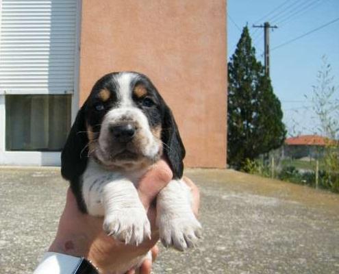 Basset Hound de Vanzare vaccinati si deparazitati - Pret | Preturi Basset Hound de Vanzare vaccinati si deparazitati