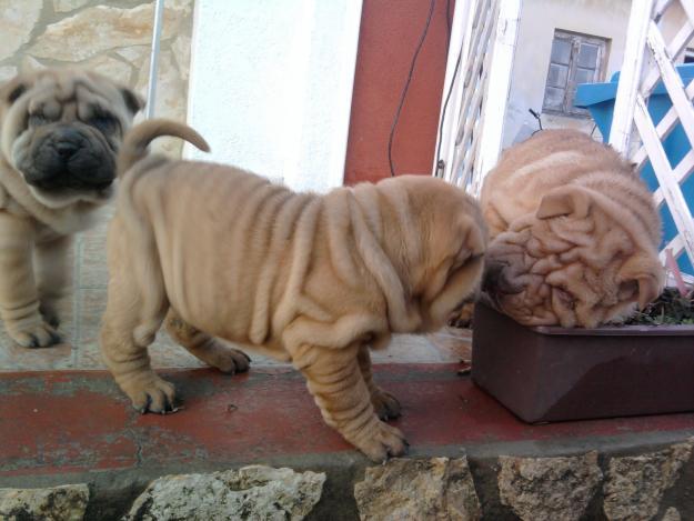 vand catei shar-pei 700 lei - Pret | Preturi vand catei shar-pei 700 lei