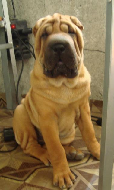 vand PUI SHAR-PEI CU PEDIGREE, EXEMPLARE DE EXCEPTIE - Pret | Preturi vand PUI SHAR-PEI CU PEDIGREE, EXEMPLARE DE EXCEPTIE