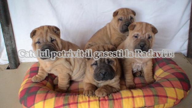 De vanzare Shar Pei - Pret | Preturi De vanzare Shar Pei