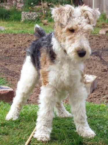 Foxterrier - Pret | Preturi Foxterrier