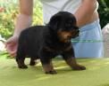 ROTTWEILER talie mare superbi 6-8 saptamani - Pret | Preturi ROTTWEILER talie mare superbi 6-8 saptamani