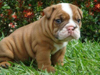 vand bulldog englez - Pret | Preturi vand bulldog englez