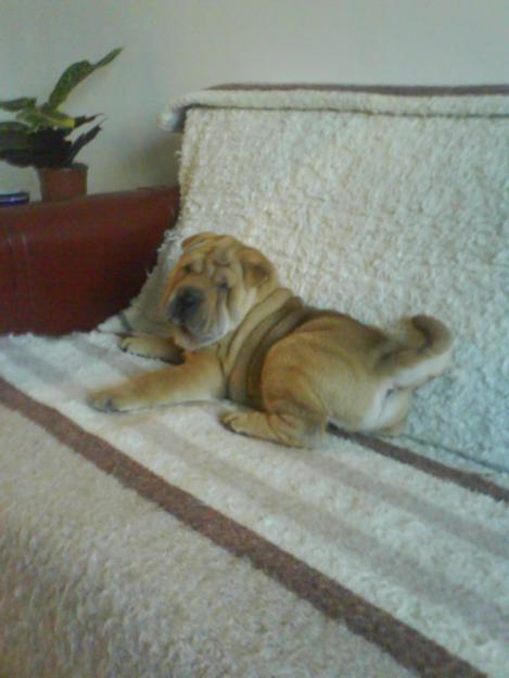 Vand Shar-Pei 700 ron , 7 mil - Pret | Preturi Vand Shar-Pei 700 ron , 7 mil