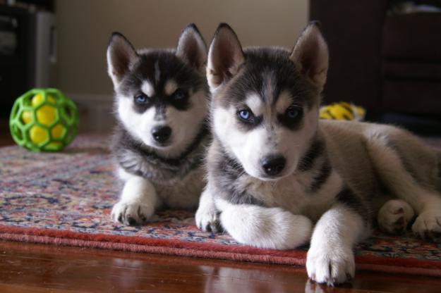 Husky siberian de vanzare, masculi cu ochi albastri - Pret | Preturi Husky siberian de vanzare, masculi cu ochi albastri