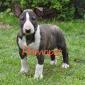 Catelusi Bullterrier de Vanzare - Pret | Preturi Catelusi Bullterrier de Vanzare