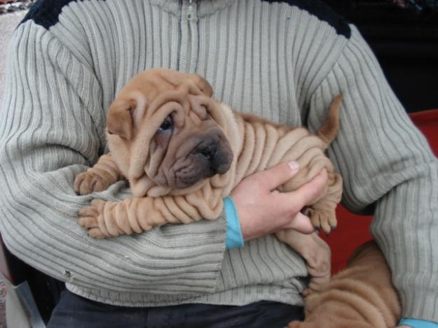 PUI SHAR PEI ADEVARATI DE VANZARE - Pret | Preturi PUI SHAR PEI ADEVARATI DE VANZARE