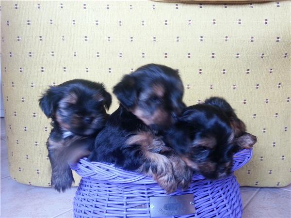 3 fratiori de yorkshire terrier !! - Pret | Preturi 3 fratiori de yorkshire terrier !!