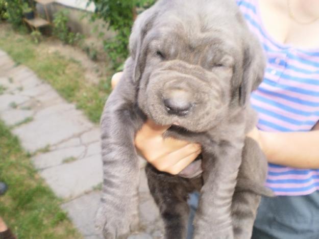 Mastino Napoletano de vanzare disponibili acum de Craciun - Pret | Preturi Mastino Napoletano de vanzare disponibili acum de Craciun