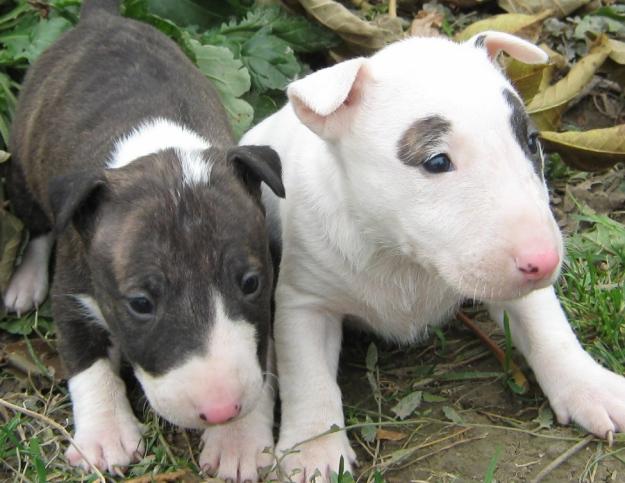 VAND PUI BULL TERRIER - Pret | Preturi VAND PUI BULL TERRIER