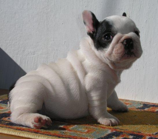 Oferta Bulldog Francez - Pret | Preturi Oferta Bulldog Francez