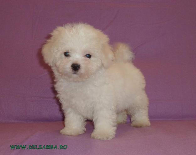 VAND PUI DE BICHON MALTESE SI PUI DE BICHON BOLOGNESE - Pret | Preturi VAND PUI DE BICHON MALTESE SI PUI DE BICHON BOLOGNESE