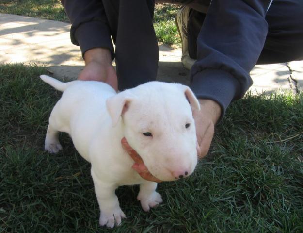 Bullterrier de vanzare - Pret | Preturi Bullterrier de vanzare