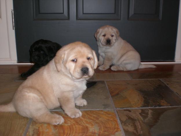 Labrador Retriever de Vanzare - Pret | Preturi Labrador Retriever de Vanzare