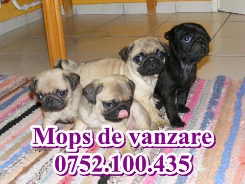 Mops de vanzare-0752.100.435 - Pret | Preturi Mops de vanzare-0752.100.435