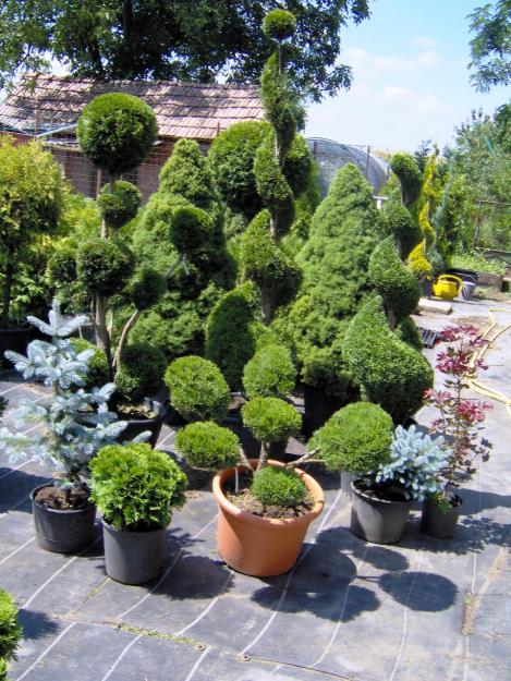 plante ornamentale, diferite forme de plante - Pret | Preturi plante ornamentale, diferite forme de plante