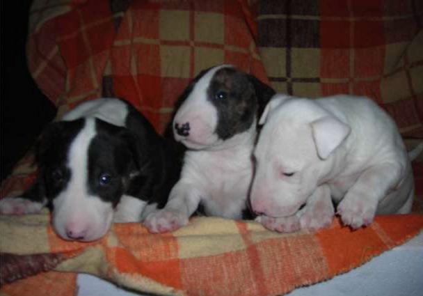 Vand Bullterrier Rasa Pura - Pret | Preturi Vand Bullterrier Rasa Pura