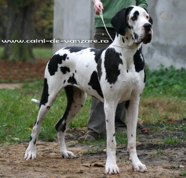 Dog German (Marele Danez) de vanzare | Negri cu piept alb si Arlechini - Pret | Preturi Dog German (Marele Danez) de vanzare | Negri cu piept alb si Arlechini