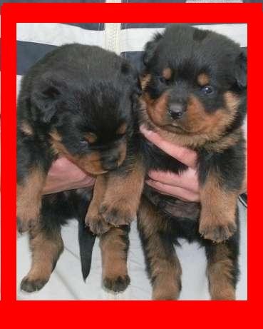 Rottweiler Superbi - Pret | Preturi Rottweiler Superbi