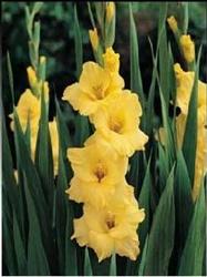 Nou, vand bulbi gladiole olandeze - Pret | Preturi Nou, vand bulbi gladiole olandeze