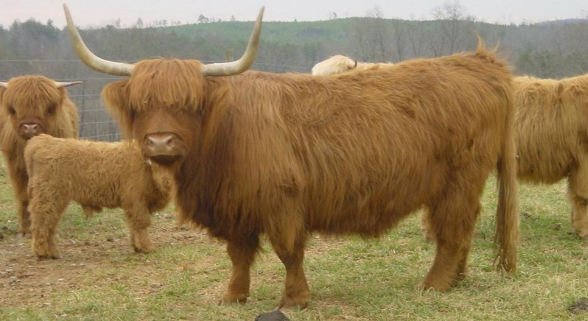 Oferata pentru a va construi propria fermă, sau cresterea vacilor de carne Highland Scoti - Pret | Preturi Oferata pentru a va construi propria fermă, sau cresterea vacilor de carne Highland Scoti