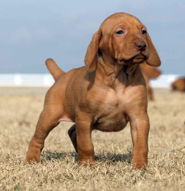 VIZSLA MAGHIARA de vanzare - Pret | Preturi VIZSLA MAGHIARA de vanzare