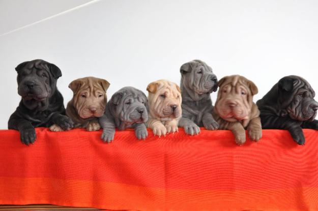 PUI SHAR PEI ALBASTRU, CIOCOLATA, NEGRU, APRICOT - Pret | Preturi PUI SHAR PEI ALBASTRU, CIOCOLATA, NEGRU, APRICOT