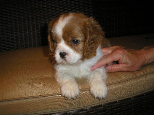 CAVALIER KING CHARLES de vanzare, livrare gratuita in tara - Pret | Preturi CAVALIER KING CHARLES de vanzare, livrare gratuita in tara