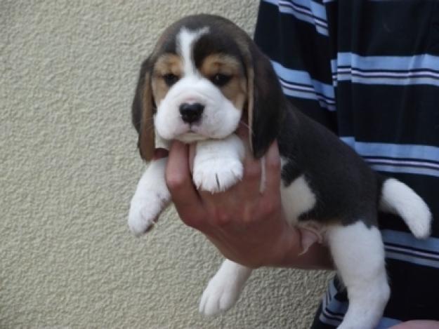 beagle de vanzare 500 lei - Pret | Preturi beagle de vanzare 500 lei