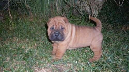 vand pui shar-pei 190 euro super ridati - Pret | Preturi vand pui shar-pei 190 euro super ridati