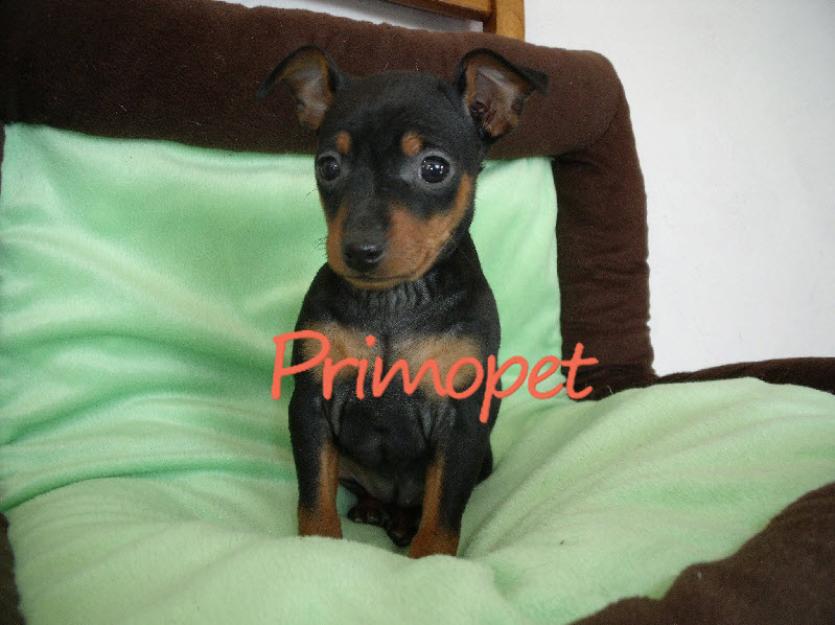 Pinscher Pitic de Vanzare - Pret | Preturi Pinscher Pitic de Vanzare