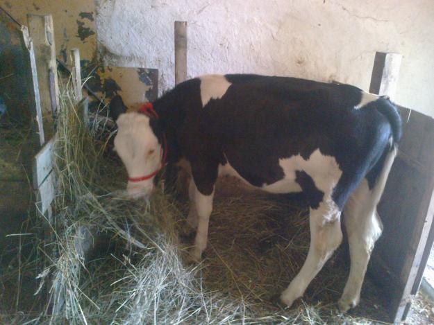 Vand vaca si vitelusa Holstein - Pret | Preturi Vand vaca si vitelusa Holstein