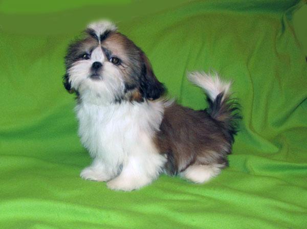 vindem pui shih tzu - Pret | Preturi vindem pui shih tzu