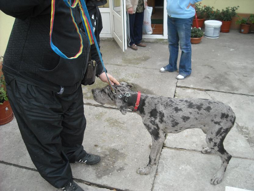 Cel mai bun dresaj canin la cel mai mic pret! - Pret | Preturi Cel mai bun dresaj canin la cel mai mic pret!