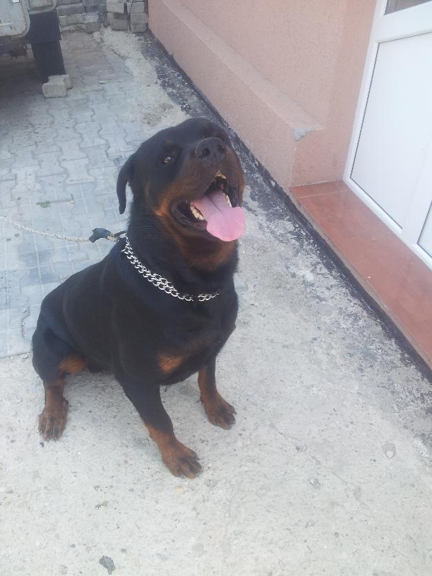 Monta Rottweiler - Pret | Preturi Monta Rottweiler