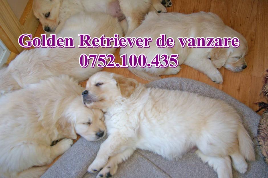 Golden Retriever de vanzare-0752.100.435 - Pret | Preturi Golden Retriever de vanzare-0752.100.435