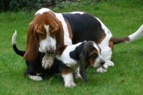 Basset Hound - Pret | Preturi Basset Hound