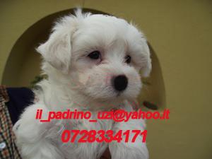 BICHON MALTEZ PUI, MINI, - Pret | Preturi BICHON MALTEZ PUI, MINI,