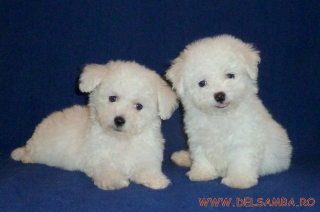 DE VANZARE PUI DE BICHON BOLOGNESE SI BICHON MALTESE CU PEDIGREE - Pret | Preturi DE VANZARE PUI DE BICHON BOLOGNESE SI BICHON MALTESE CU PEDIGREE