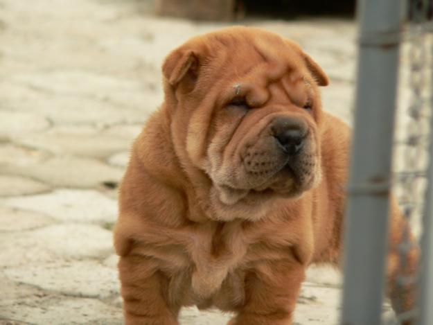 Shar Pei de Vanzare - Pret | Preturi Shar Pei de Vanzare